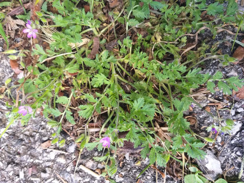 Erodium moschatum?
